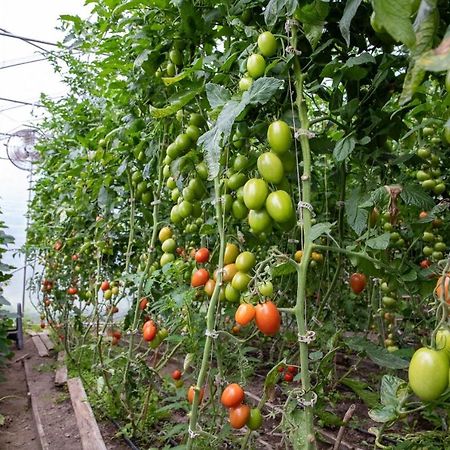 La Vieille Ferme, Ecogite Saint-Fulgence Eksteriør bilde