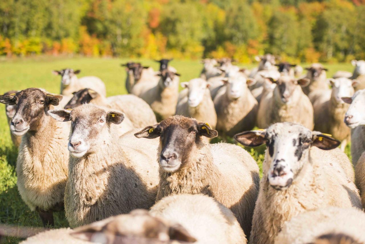 La Vieille Ferme, Ecogite Saint-Fulgence Eksteriør bilde