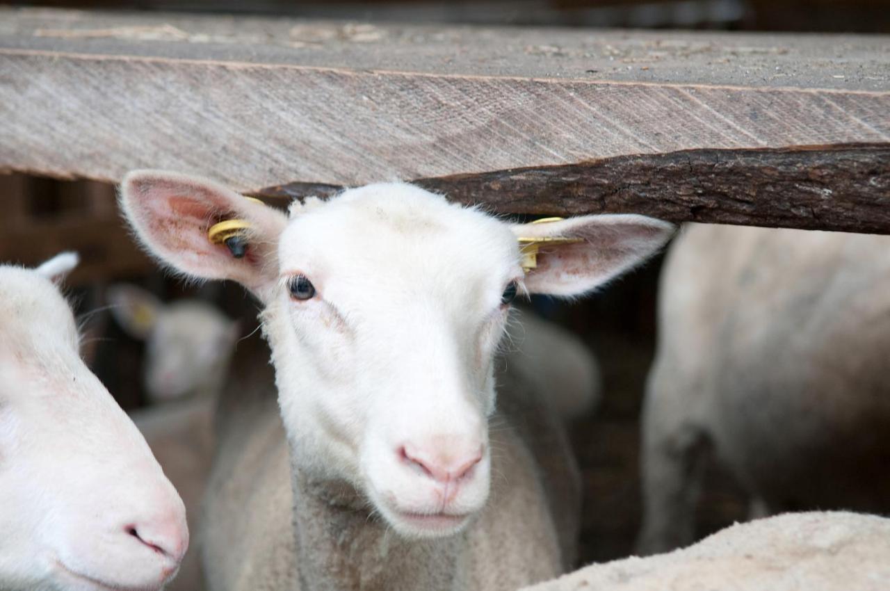 La Vieille Ferme, Ecogite Saint-Fulgence Eksteriør bilde